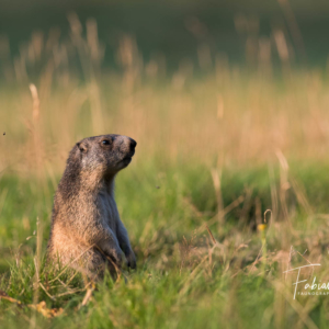 Chien de prairie
