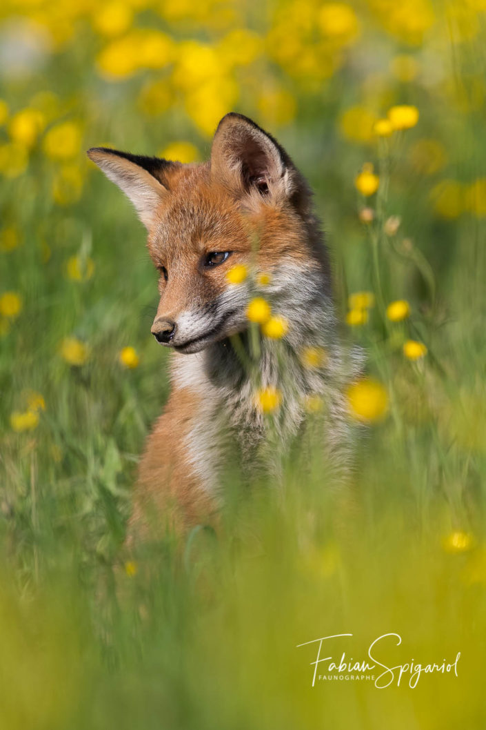 Jeunesse vulpine