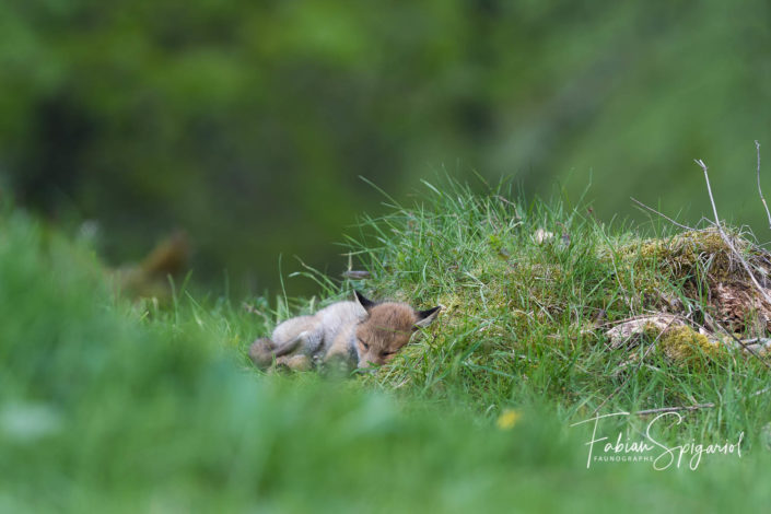 Le repos du renardeau