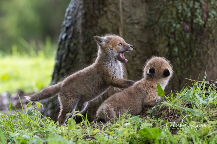 Petits guerriers