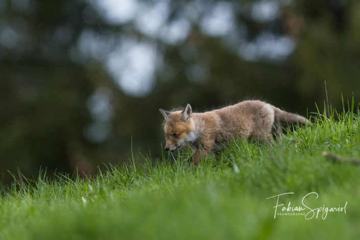 Jeune chasseur