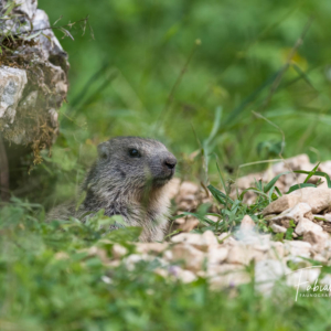 Petit être sorti de terre