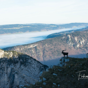 Le roi du Jura..