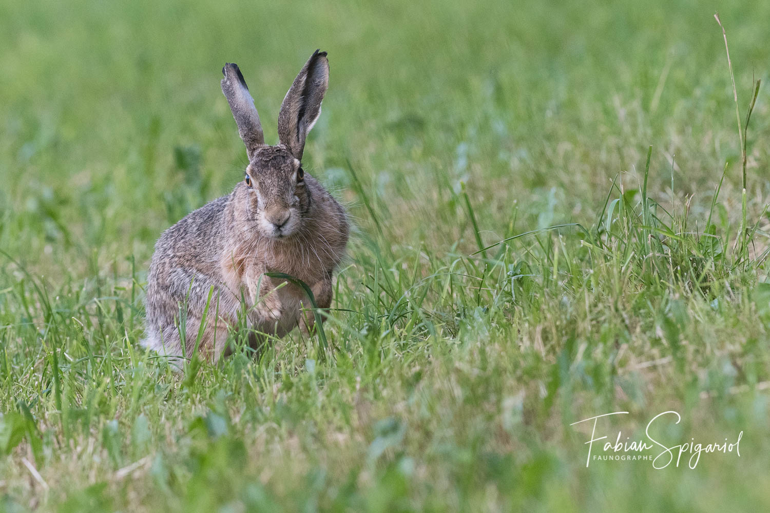 Lièvre brun - Spiga.ch - Photographies naturalistes du canton de Neuchâtel