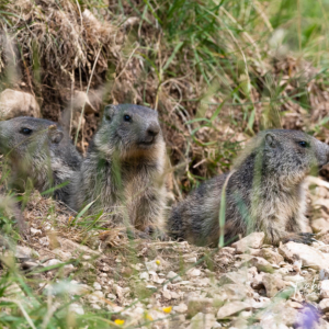 Trois jeunes marmottes du Jura