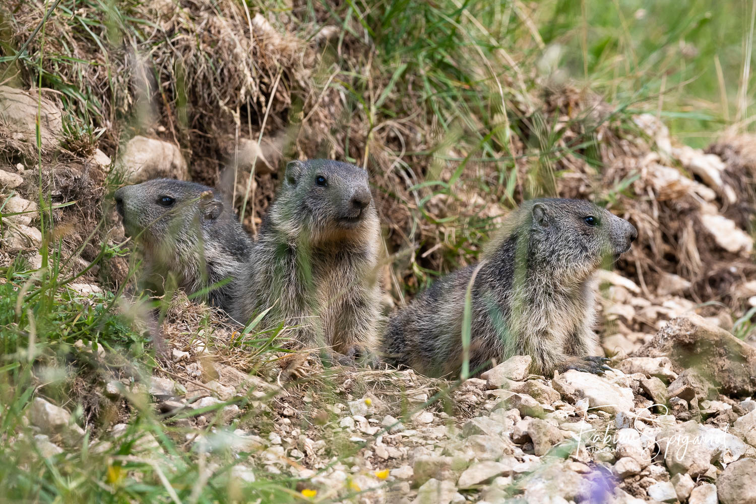Trois jeunes marmottes du Jura