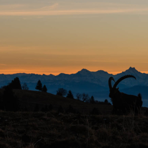 Le roi des alpes