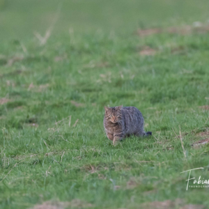 Chasseur en approche
