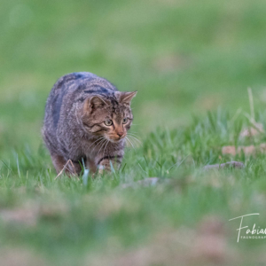 Chat forestier prêt à bondir