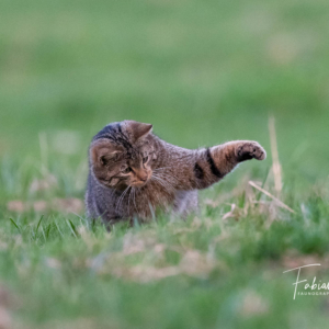 Bas les pattes