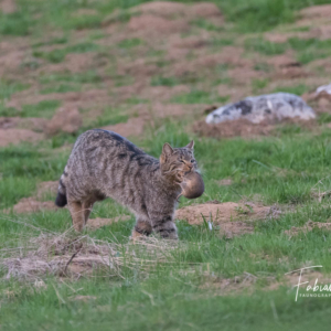 Le chat forestier et sa proie