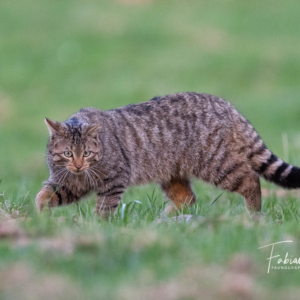 Felis silvestris