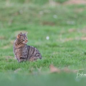 Regard de chat