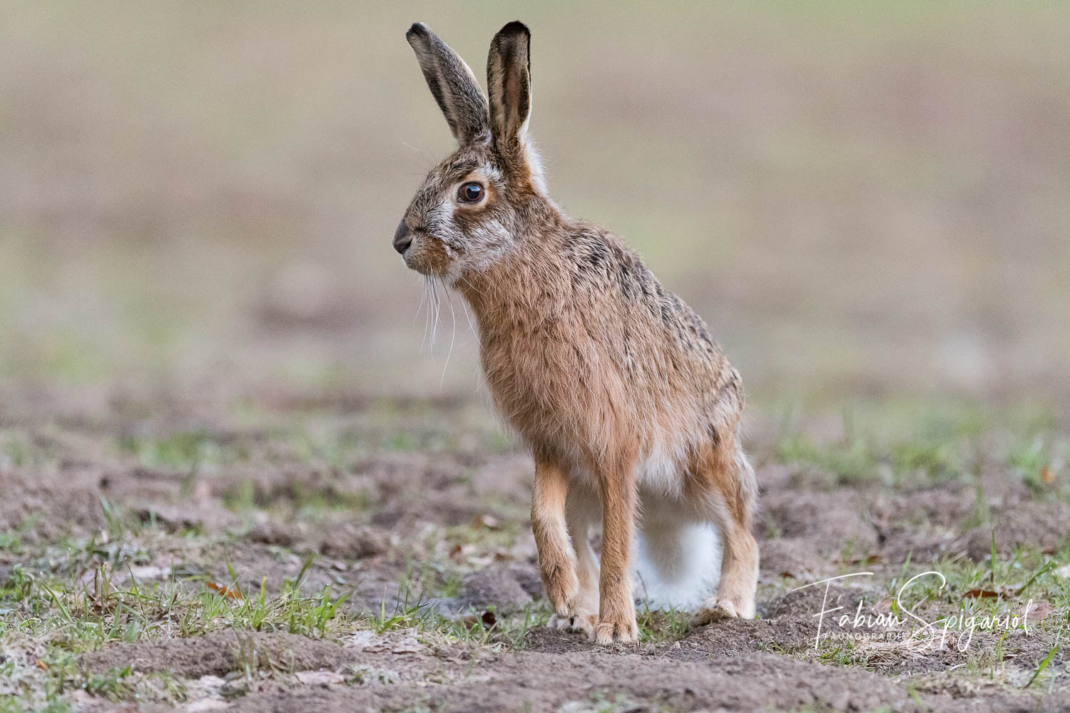 Lièvre brun - Spiga.ch - Photographies naturalistes du canton de Neuchâtel
