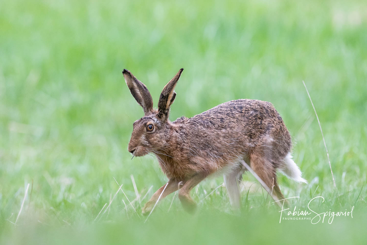 Lièvre brun - Spiga.ch - Photographies naturalistes du canton de Neuchâtel