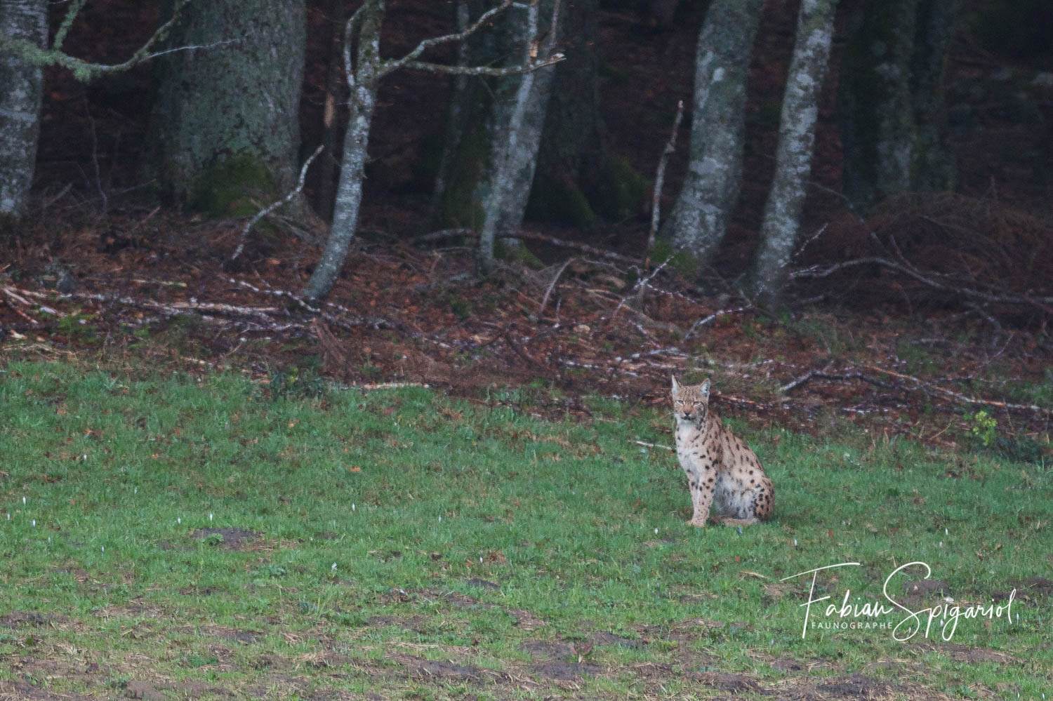 Lynx boréal