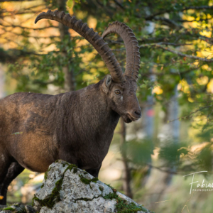 Bouc forestier