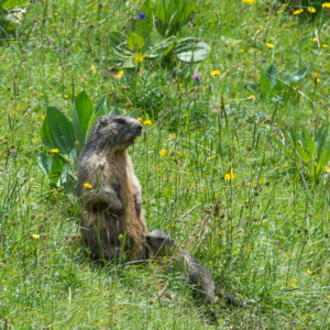 Lait de marmotte