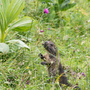 Marmotton sous la pluie