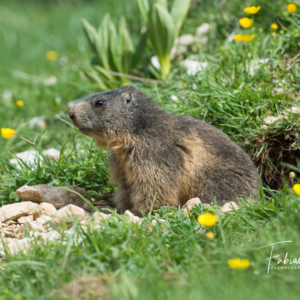 Jeune marmotte à la sortie de son terrier