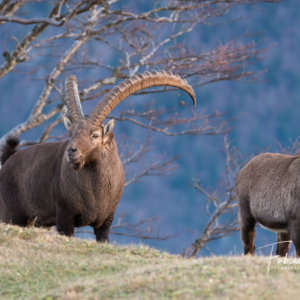 Bouc et étagne