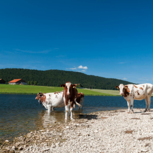 Le bain des dames
