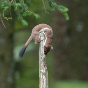 Acrobate