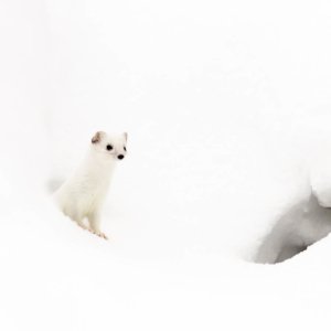 Hermine en robe d'hiver