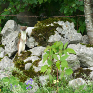 Hermine sur un mur de pierres fleuri
