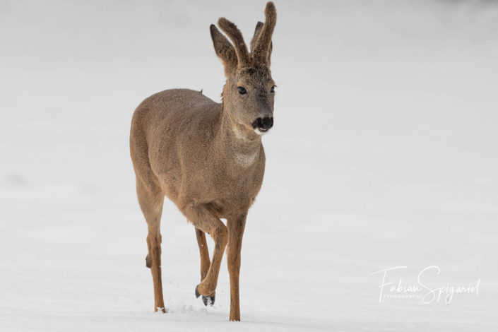 Le prince des neiges