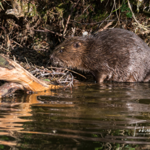 Repas les pattes dans l'eau