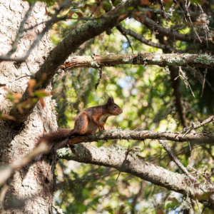Tarzan