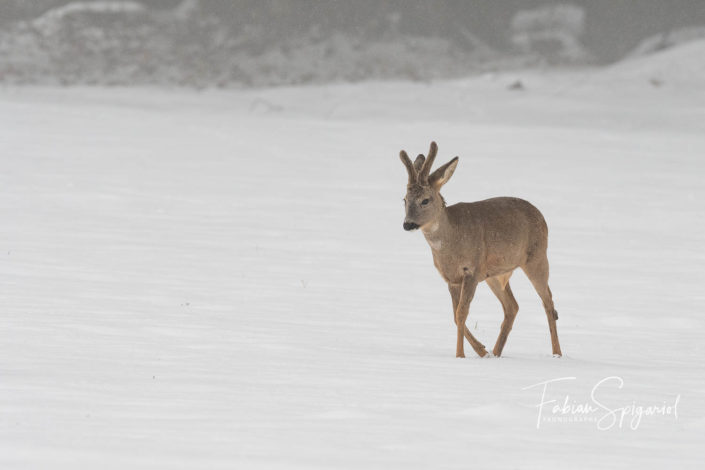Prince des neiges