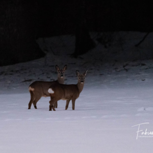 Chevrette et chevrillard dans la nuit hivernale