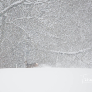 Chevrette sous la neige