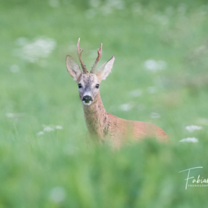 Brocard dans les berses du Val-de-Travers