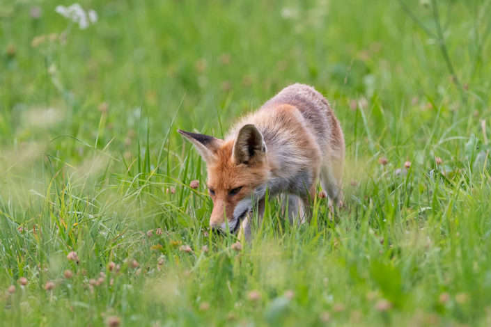 Chasseur en approche