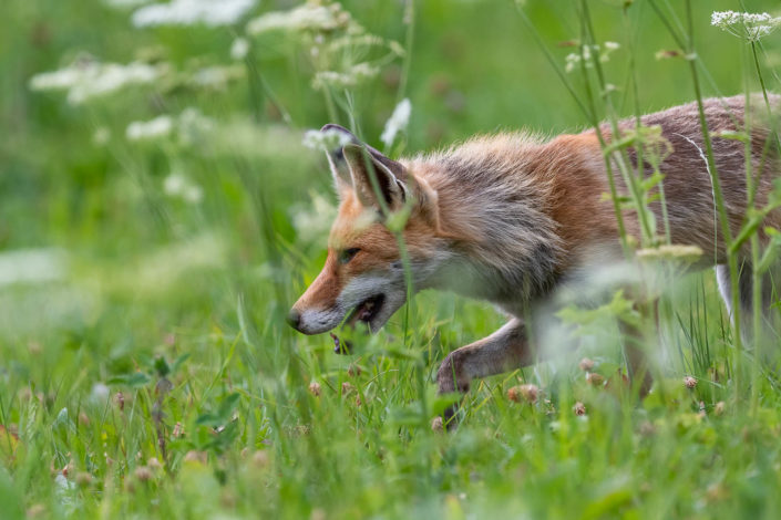 Chasseur champêtre