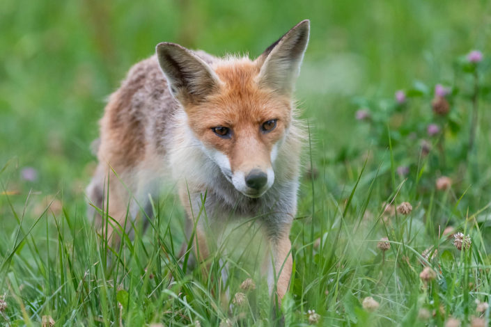 Renard en approche
