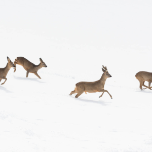 Course hivernale