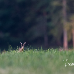 Longues-oreilles en approche