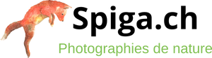 Spiga.ch - Photographies de nature