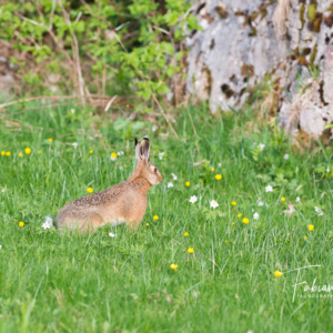 Lièvre aux aguets