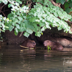 Repas les pieds dans l'eau...