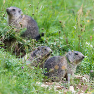 Trois jeunes marmottons au terrier...