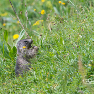 Marmotton gourmand