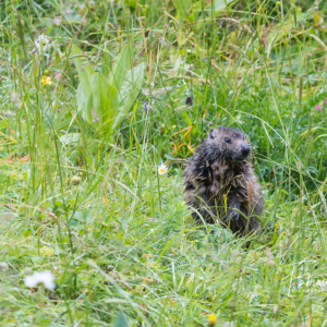 Marmotton trempé