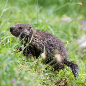 Jeune marmotte