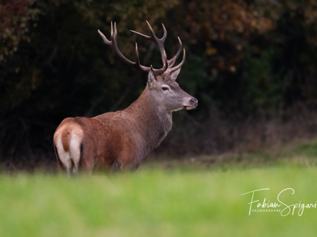 Le retour du cerf