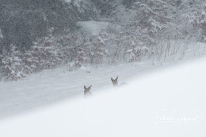 Tempête de neige